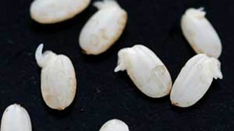 hatsugagenmai hatsugagenmai