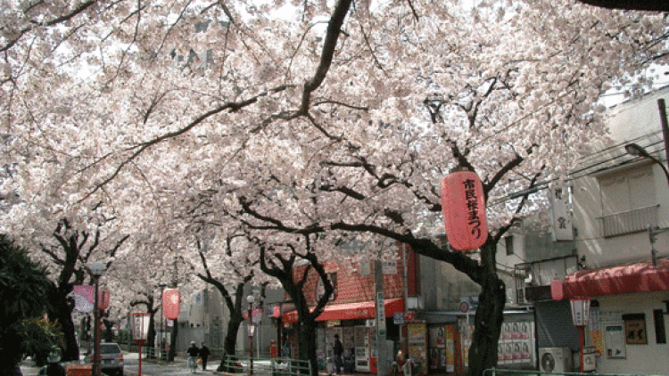 jepang musim apa (2)