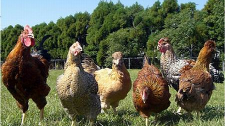 jidori chicken jidori chicken