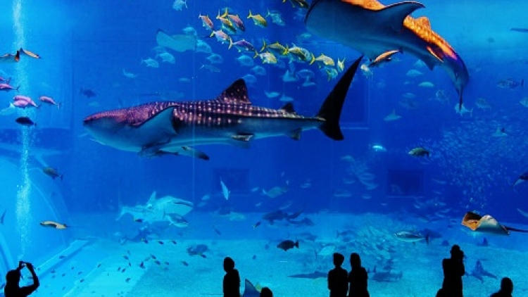 kaiyukan-aquarium-osaka-teach-abroad