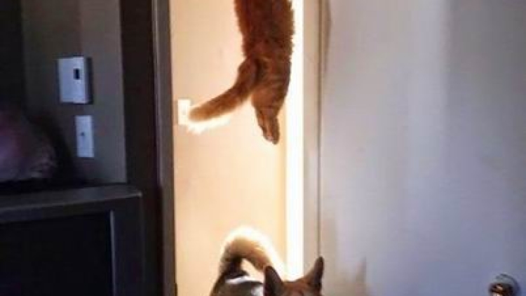 kucing ninjutsu (3) kucing ninjutsu (3)