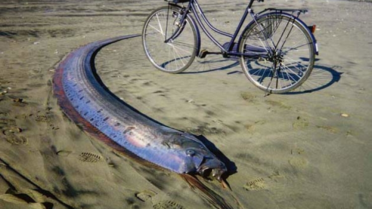 oarfish-sand