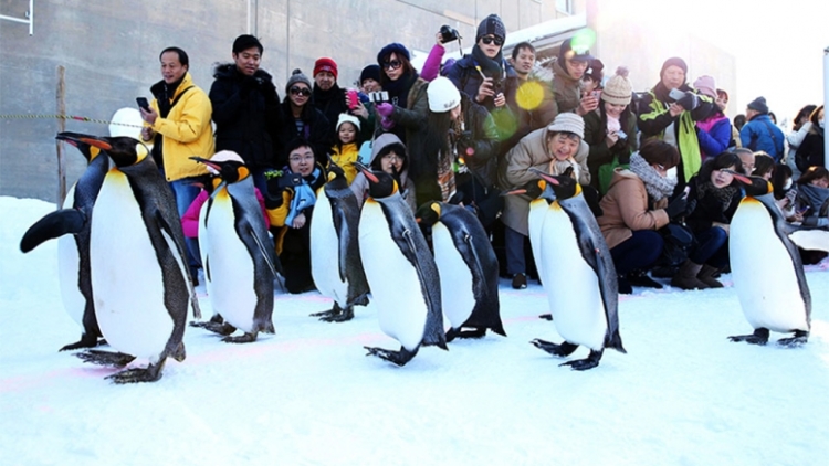 penguinsdec20-775x437