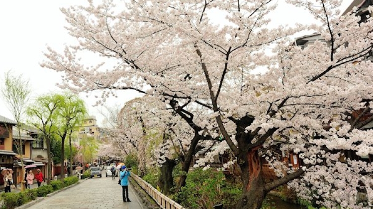 shirakawadori-sakura-kyoto
