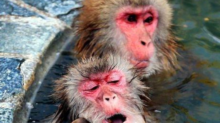 snow monkey snow monkey