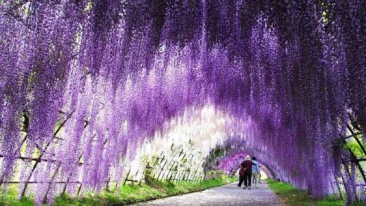 wisteria japan (1) wisteria japan (1)