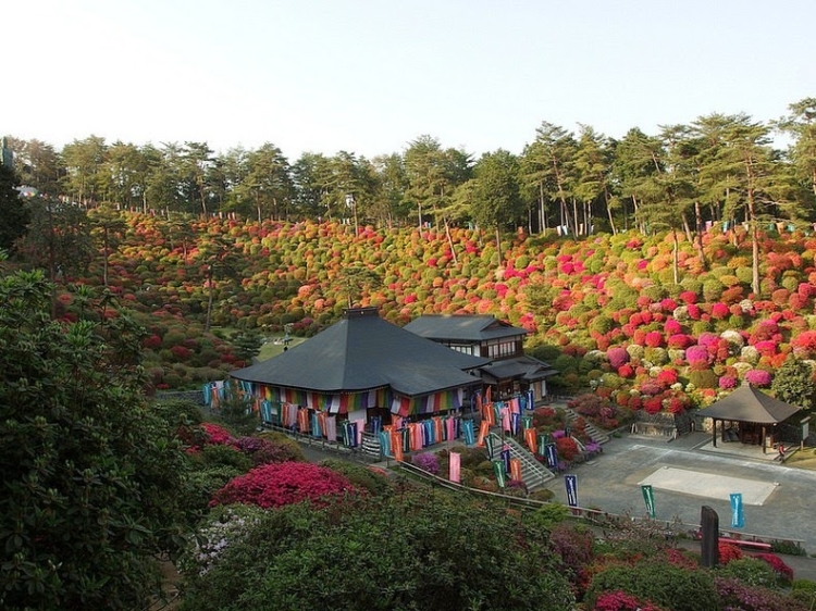 shiofune-kannon-ji-azalea (3)