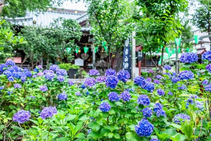 Bunga hydrangea di Kuil Hakusan