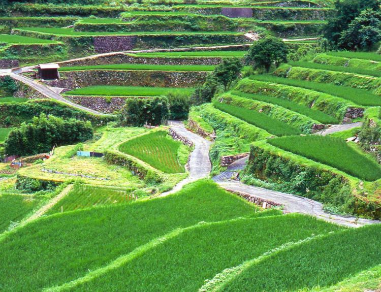 Uchinari Tanada Rice Terraces (discover-oita.com)