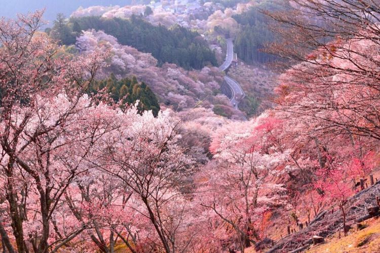 Yoshino, Nara (tsunagujapan.com)