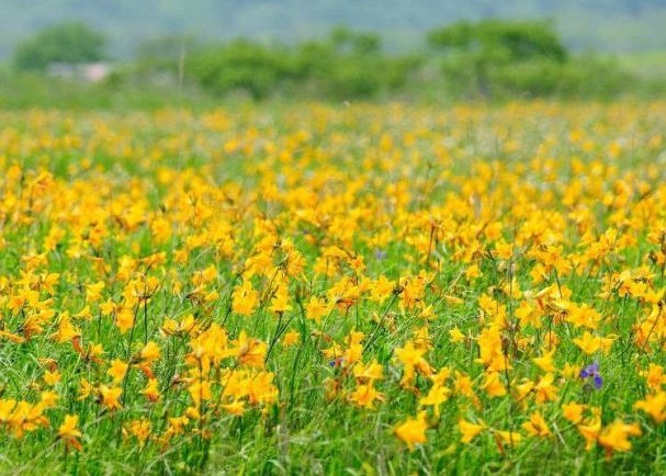 bunga musim panas Hokkaido japanesestation.com