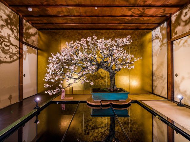Nagahama Plum Tree Bonsai Exhibition