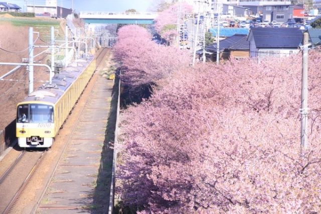 Foto bunga sakura dan kereta
