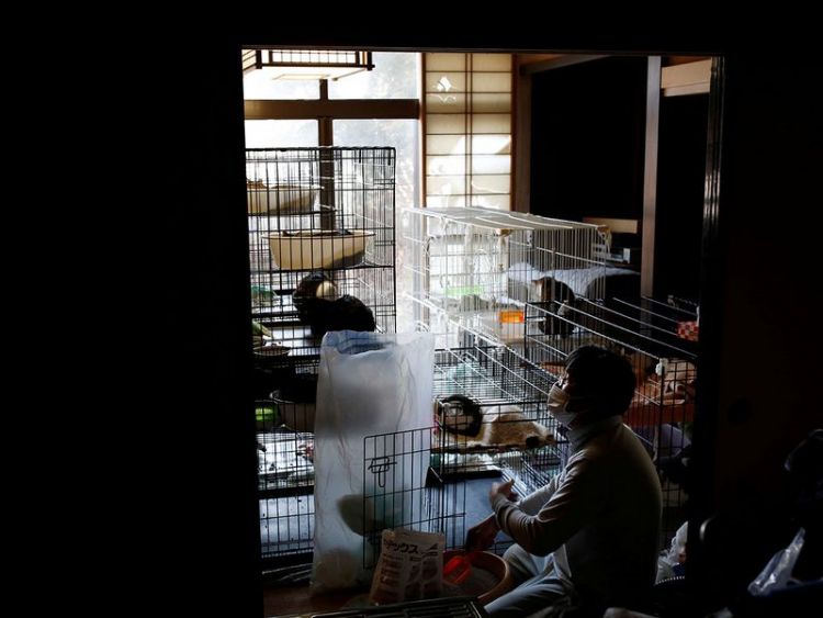 bencana nuklir fukushima kucing japanesestation.com