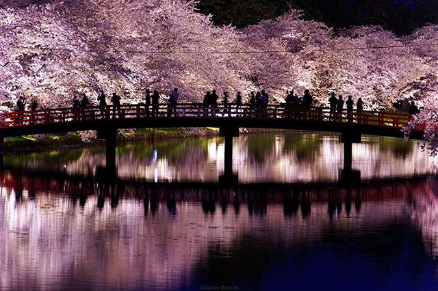 Foto Bunga Sakura