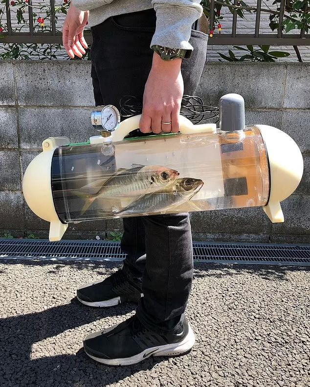 Bawa ikan hidup dengan tangki unik ini untuk membuat sushi segar di rumah japanesestation.com