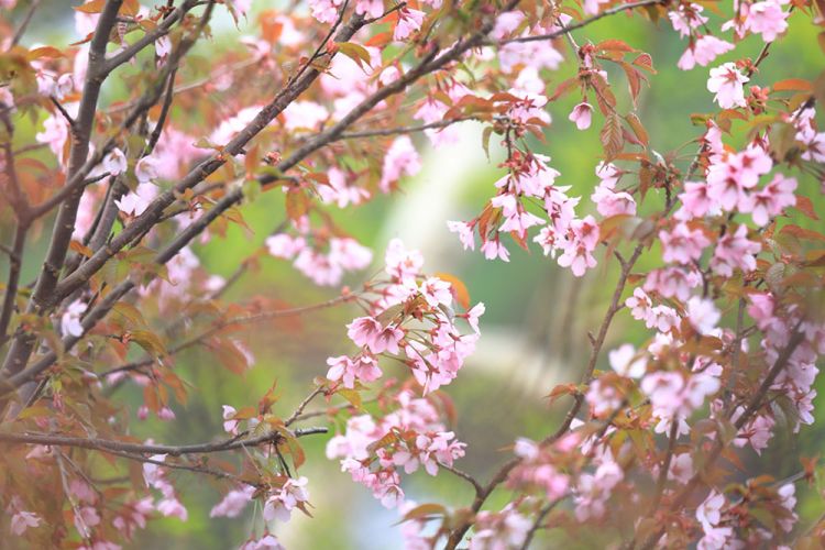 Menikmati Sakura di Taman Alam Tsugaike, Takanezakura