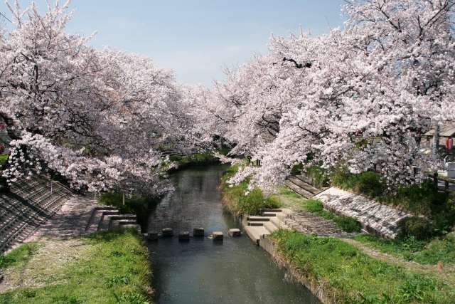 Festival Bunga Sakura Fukiage, Pertama Kalinya dalam 5 Tahun Terakhir