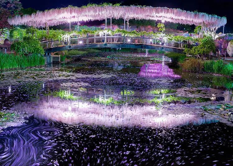 Pemandangan bunga Wisteria bermandikan cahaya di malam hari (Live Japan).