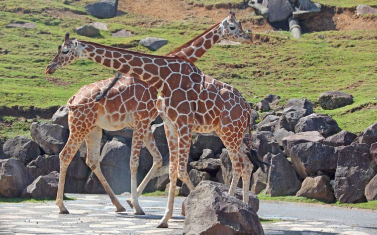 Kyushu Natural Animal Park: Melihat Satwa Liar Afrika dari Jepang