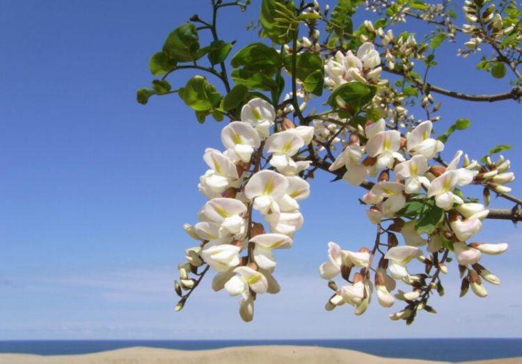 Indahnya Robinia Pseudo-acacia (Tottori Sand Dune Travel Guide).