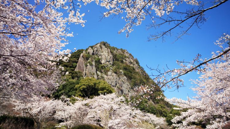 Pemandangan Sakura di Mifuneyama Rakuen (mifuneyamarakuen.jp).