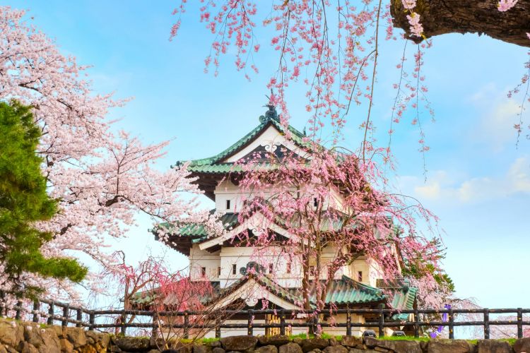 5 Festival Bunga Sakura yang Paling Ditunggu di Jepang