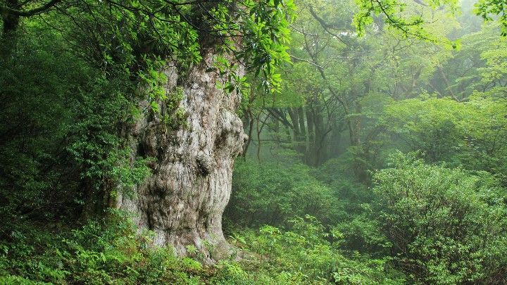 Jomon Sugi, pohon tertua di Yakushima (Ikidane Nippon).