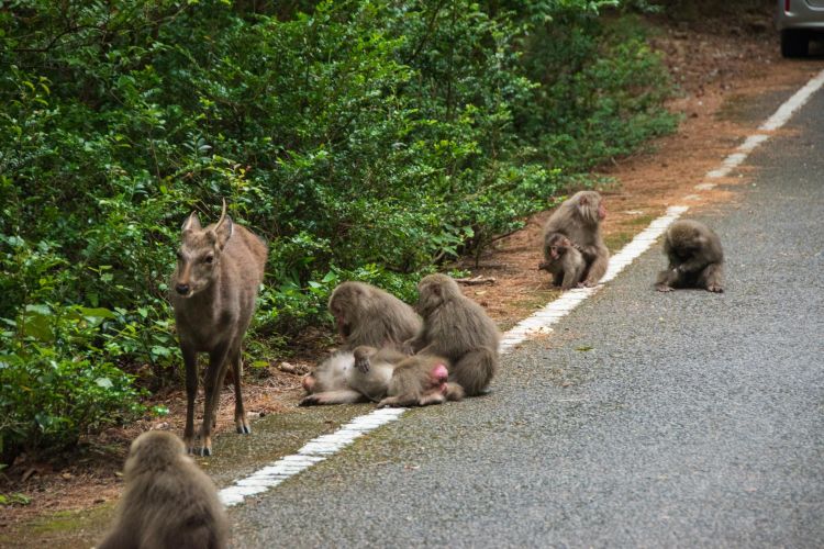 Bertemu monyet dan rusa di jalur pendakian Seibu Rindo (Discover Kagoshima).