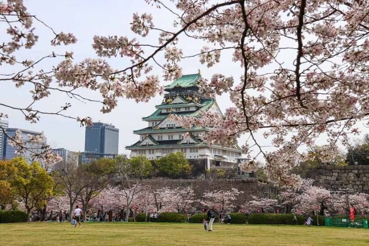 5 Festival Bunga Sakura yang Paling Ditunggu