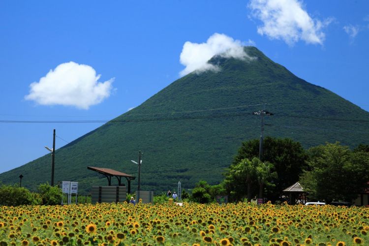Gunung Kaimondake dan hamparan bunga matahari (Discover Kagoshima).