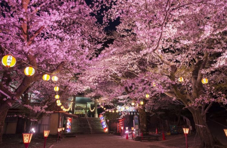 Festival Bunga Sakura di Kinugawa Onsen