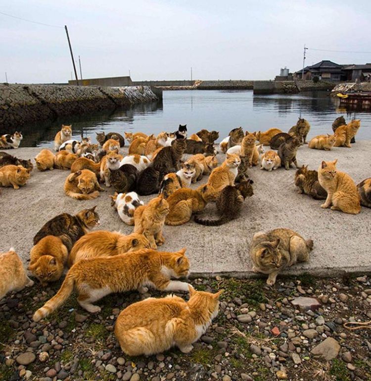 Kumpulan kucing di Tashirojima (Danastri Permata Putri/Bobo-Grid).