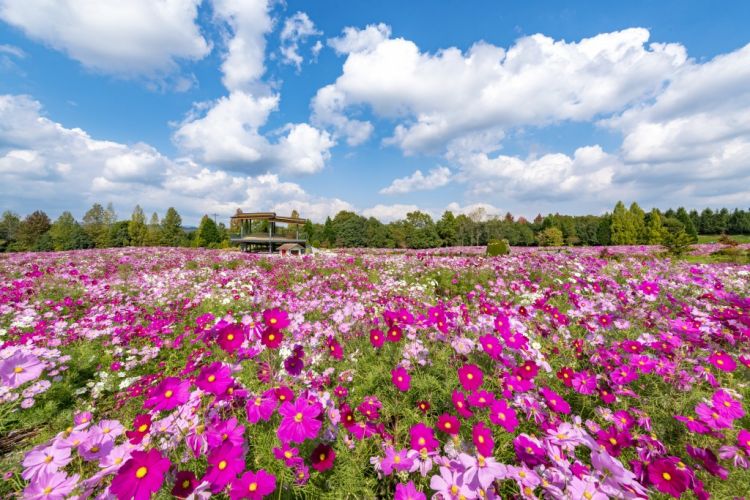 Pemandangan hamparan bunga di Taman Bihoku Hillside Park (Hiroshima Tourism).
