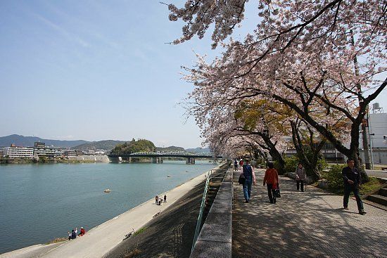 Pohon sakura berjejer di samping Sungai Kiso (Japan Guide).