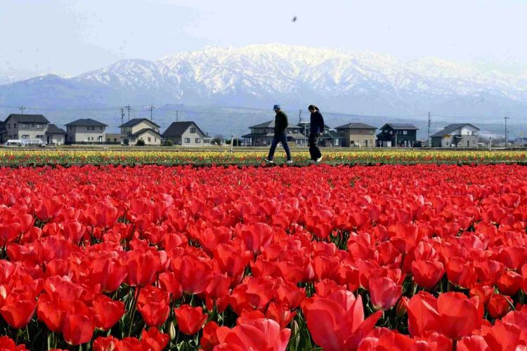 Tulip di Nyuzen, Prefektur Toyama (Yomiuri Shimbun).