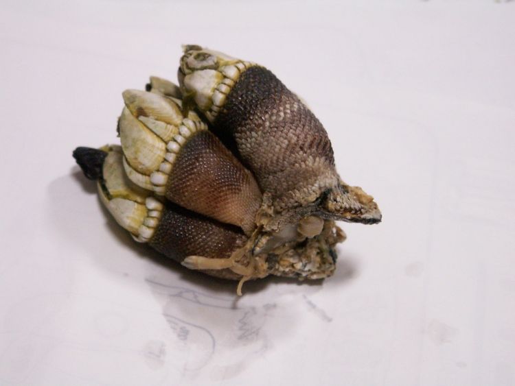Kamenote, tangan kura-kura yang bisa dimakan (Kasuga Sho/Flickr).
