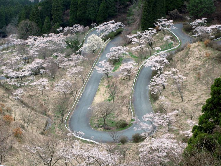 Takamori Senbonzakura (GaijinPot Travel).