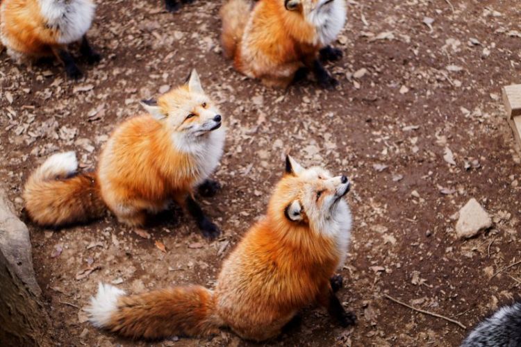 Rubah-rubah yang ada di Zao Fox Village (Rebecca Daum/Japan Travel). Rubah-rubah yang ada di Zao Fox Village (Rebecca Daum/Japan Travel).