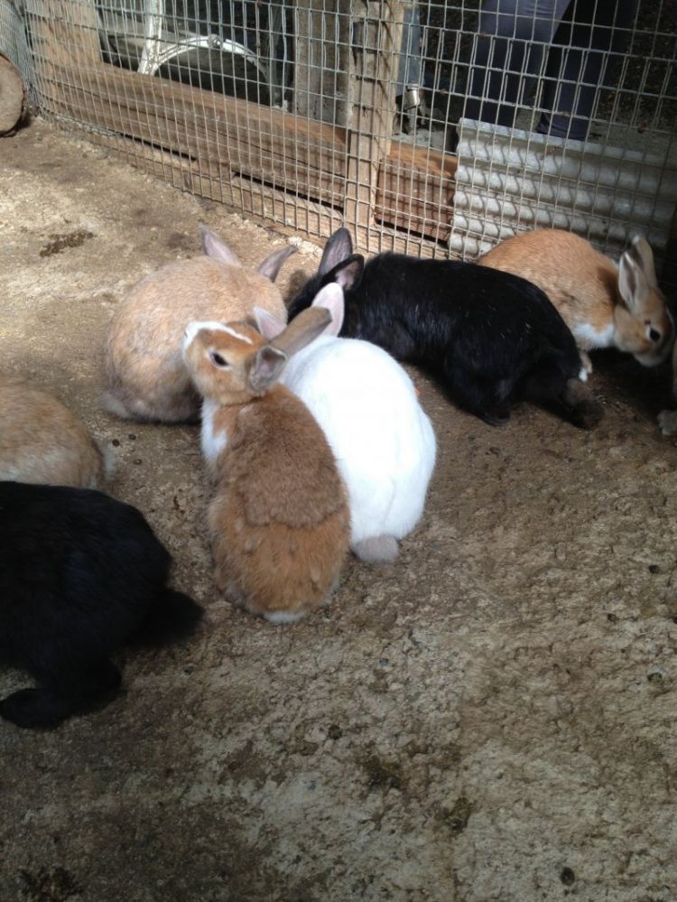 Berbagai kelinci yang juga bisa dilihat di Zao Fox Village (Rebecca Daum/Japan Travel).