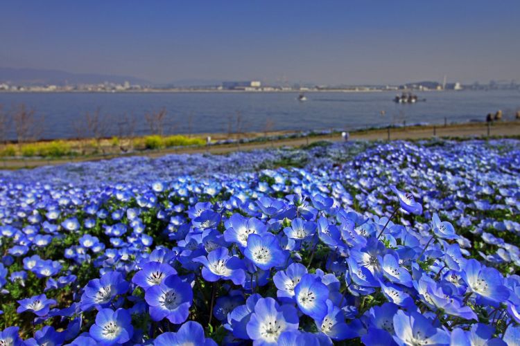 Ribuan bunga Nemophilia di tepi laut Maishima (Maishima Seaside Park).