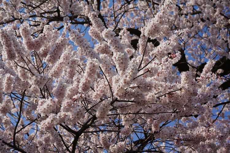 Bunga sakura Edohigan terkenal berumur panjang (Wikimedia/SLIMHANNYA).