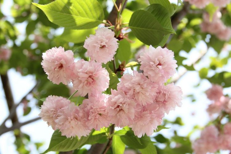 Bunga sakura Kikuzakura miliki ratusan kelopak (Wikimedia/Arashiyama).