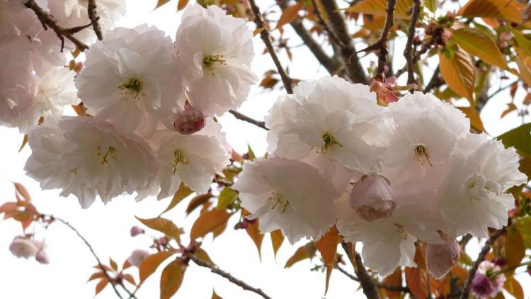 Fugenzo, bunga sakura berwarna putih dengan corak merah muda (Wikimedia/Gentiana).
