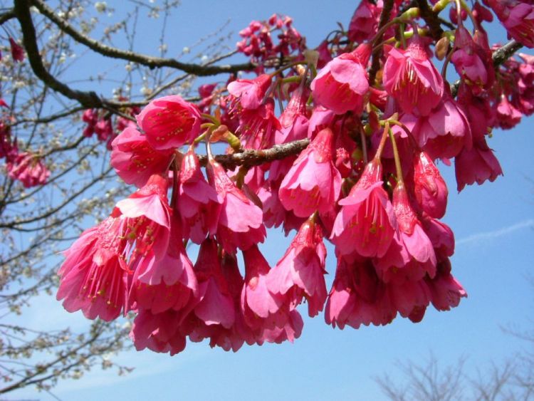 Kanhizakura, bunga sakura yang menerupai lonceng (Wikimedia/Sakurai Midori)