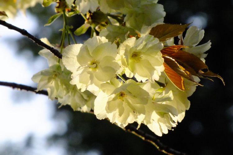 Ukon, bunga sakura unik yang berwarna kekuningan (Wikimedia/松岡明芳).