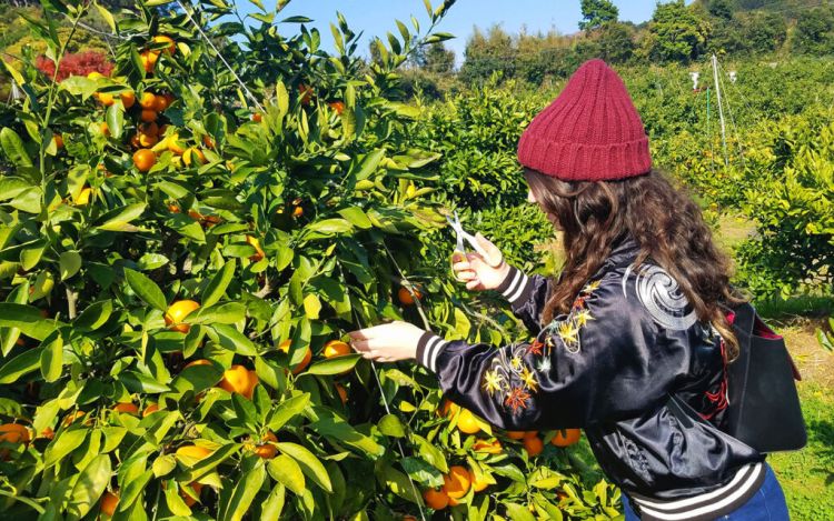 Pengalaman menjadi petani buah (Lilly Seiler/GaijinPot Travel).