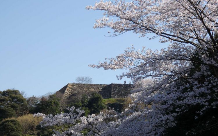 Pemandangan indah reruntuhan Kastil Yonago di musim semi (Laura Payne).