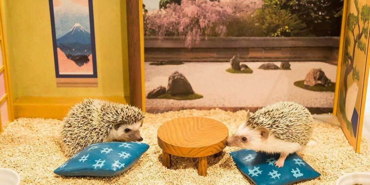 Dua ekor landak di ChikuChiku Cafe dengan miniatur rumah-rumahan (Hedgehog Home Cafe).