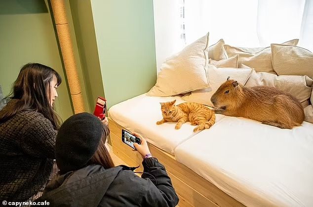 Di Kafe Kapibara pengunjung bisa bermain dengan kapibara dan kucing di waktu yang bersamaan